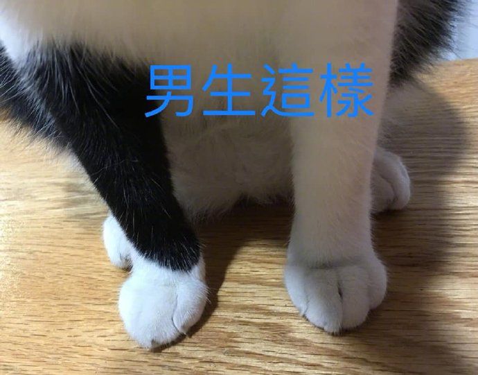 男女猫，原来可以这样区分的