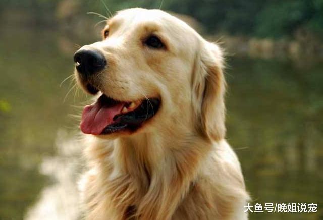 狗狗是有思想的动物, 忠犬八公的故事, 就是现实版的忠犬