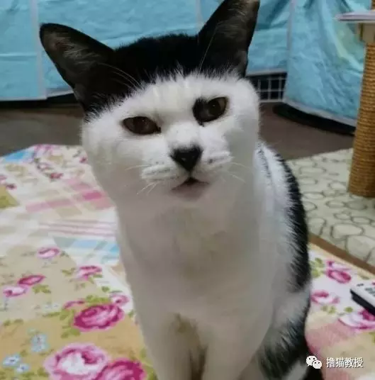 一看這些貓的發型，就知道它們的媽媽不是一般的Tony老師