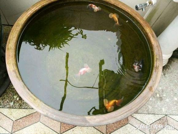 蒙著頭去搞硝化系統，飼養觀賞魚養出來的也是一缸死水！