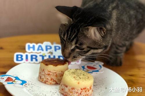 铲屎官专属蛋糕对比为猫做的生日蛋糕，难道这些年屎还没铲够吗？