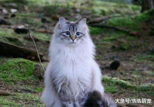 只有橘猫会把自己吃的很胖？看完这5种猫后，网友：胖的不止是你