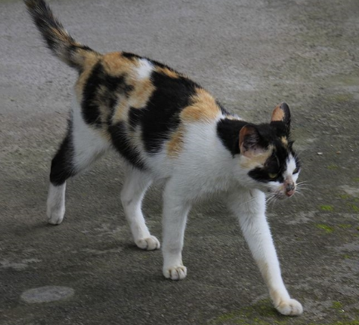 猫咪便秘是哪些原因造成的？便秘应该如何处理好得快？