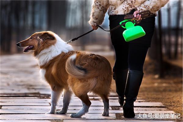 老大爷先后养了11只狗狗，每次遛弯都主动排成一字形，被萌化了！