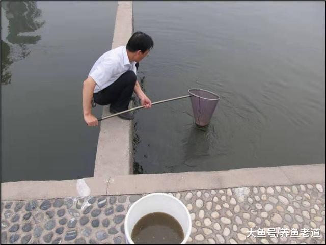很多大自然的东西都可拿来饲养观赏鱼，比起人为加工的东西要好！