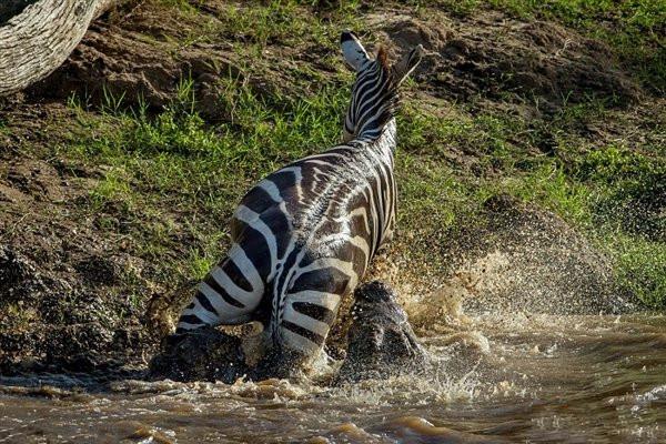鳄鱼围攻斑马，被逼急的斑马放大招戳瞎鳄鱼，你猜斑马咋做到的