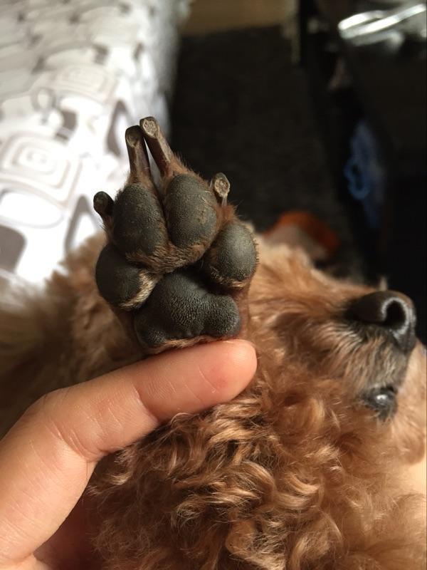狗狗濕疹反復煩人？其實預防最重要，而且主人重點注意狗的腳