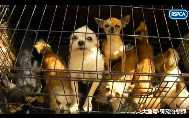 大妈患上罕见的“动物囤积症”，收藏百只活生生的狗，却不闻不问