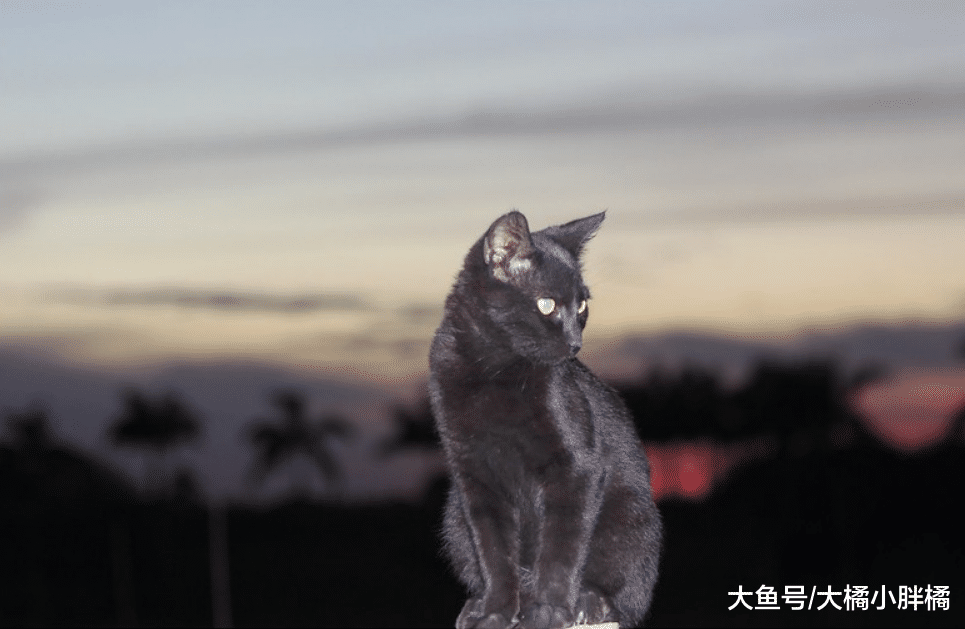 猫咪得了猫艾滋就不能长寿吗？铲屎官不要放弃，多注意这些小细节