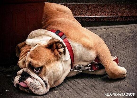 經常打狗狗后果很不好，可能會逼得它恨你，甚至形成不好的性格！