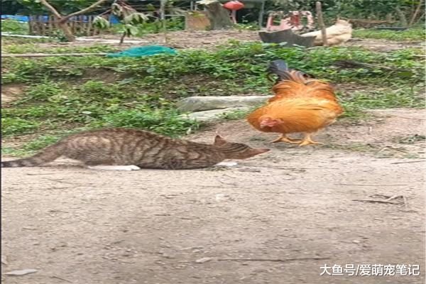 狸花猫挑衅家畜，却招架不住“铁公鸡”的攻势，喵：低估了对手