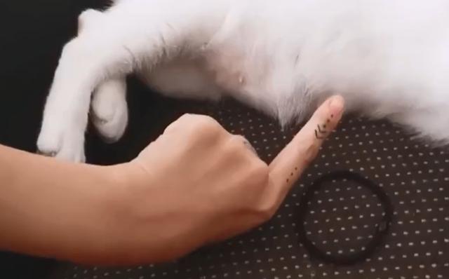 猫咪睡觉被主人戳肚子，想翻身逃走却坠落，网友：猫奴准备挨揍