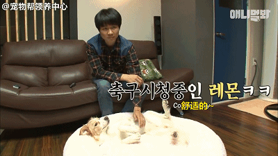 边牧追剧成瘾，为了避免它近视，铲屎官想出了这样一个办法...