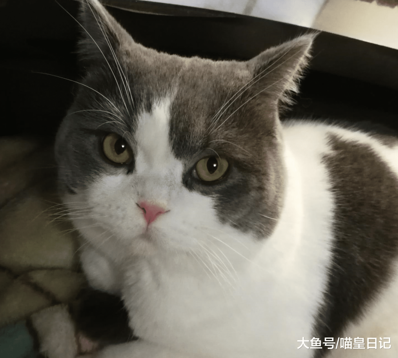 换毛季喵星人频繁吐毛球，吃化毛膏不靠谱，勤梳毛才是正确方法