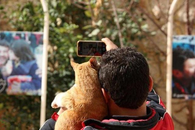 流浪猫被猫男大叔救助，战乱中不离不弃跟随，并助他开解受伤居民