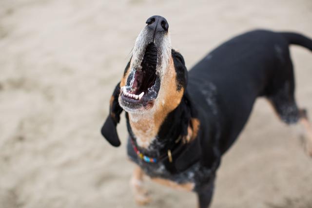 狗狗十分敏感，对每一个声音都会回应，这到底是因为什么