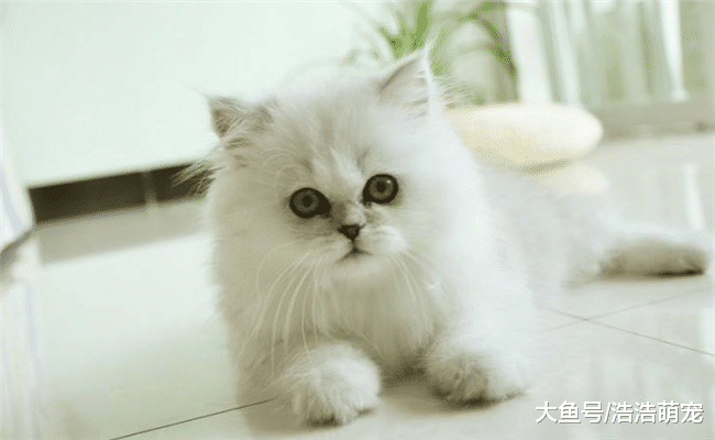 5种白色的猫咪, 第一种是我国田园猫, 第四种猫历史悠久
