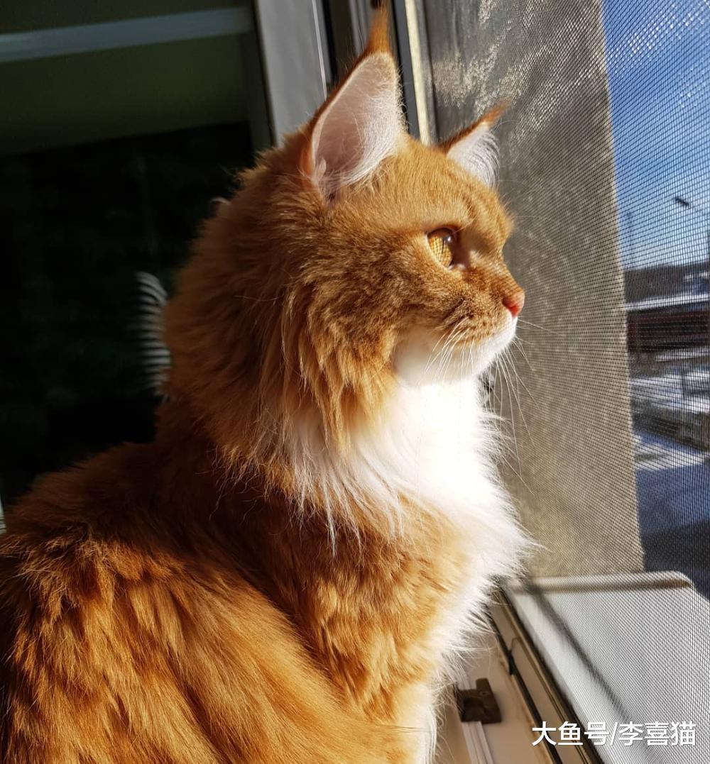 貓咪向往自由，養在室內會很委屈？不，散養才會有更多安全隱患！