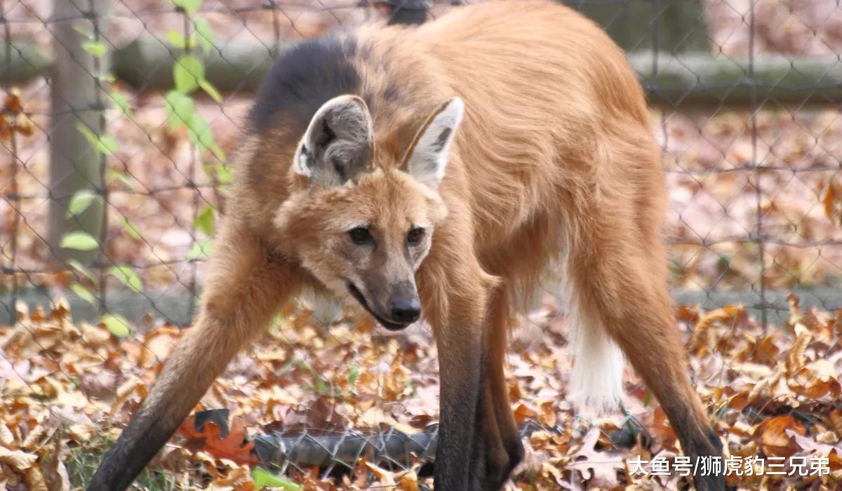 犬科动物里的另类，这种狼酷爱吃素，被吓到时会“炸毛”
