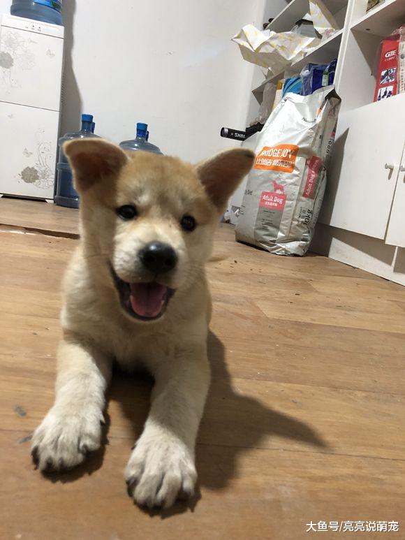 把小狗放在桌子上就能难住它？不，它宁肯被摔也不屈服