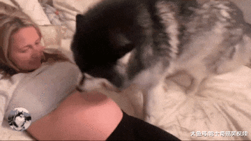 女主人说肚子里有“弟弟”，阿拉的态度就变了，还不让别人碰