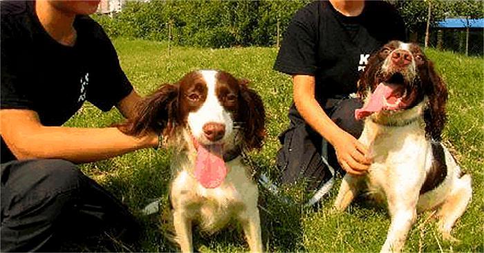 警犬是威严的，你害怕警犬吗？和警犬握个手会有什么后果？