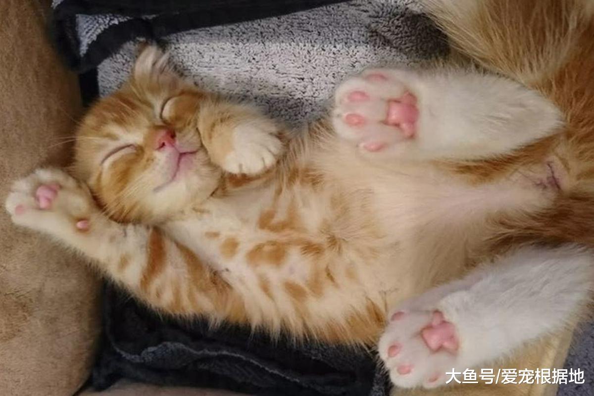 猫咪的五种睡姿，代表对主人不同的信任程度，你家猫咪是哪种呢？