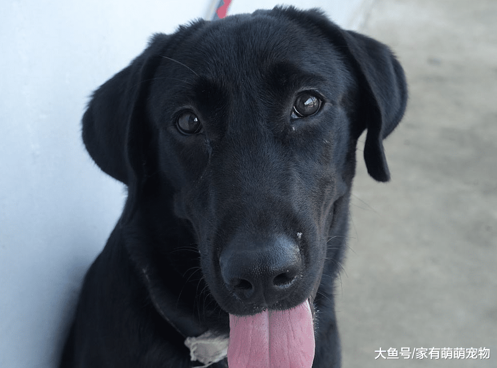 狗狗经常咬陌生人, 学会这5点, 让你的狗狗人见人爱!