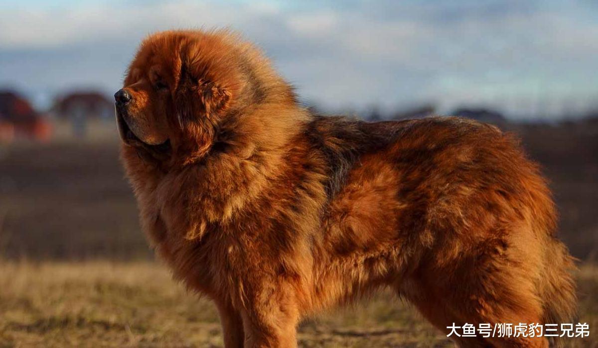 老虎雖然厲害，但是動物園里的老虎，還能夠打贏原生純種藏獒嗎？