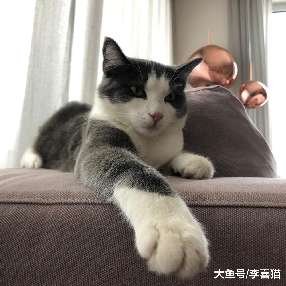 猫咪在铲屎官身边翻肚皮不一定是求摸摸, 也有可能是想跟人打架!