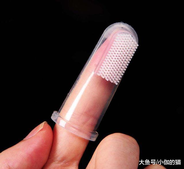 辟谣：猫咪吃干粮就不用刷牙？麻烦你撬开喵星人的嘴巴看看