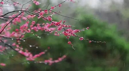 【旅游摄影】花季来临, 摄影技巧小常识