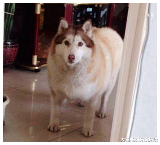 男子工作太忙，把二哈寄样在乡下奶奶家，半年后去看，直接傻眼了