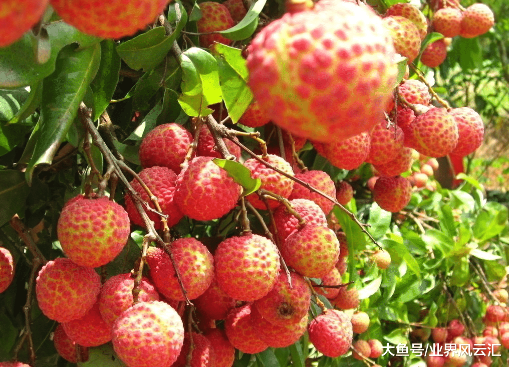 生鲜电商进入下半场，谁将成为王者？