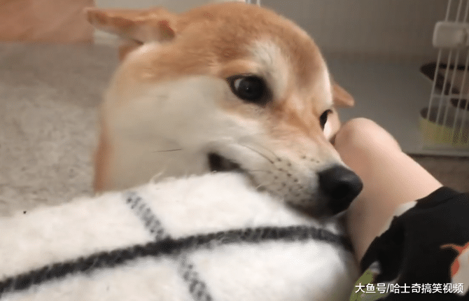 女主人带男票回家，柴犬非要让他睡自己窝，狗：睡这儿暖和