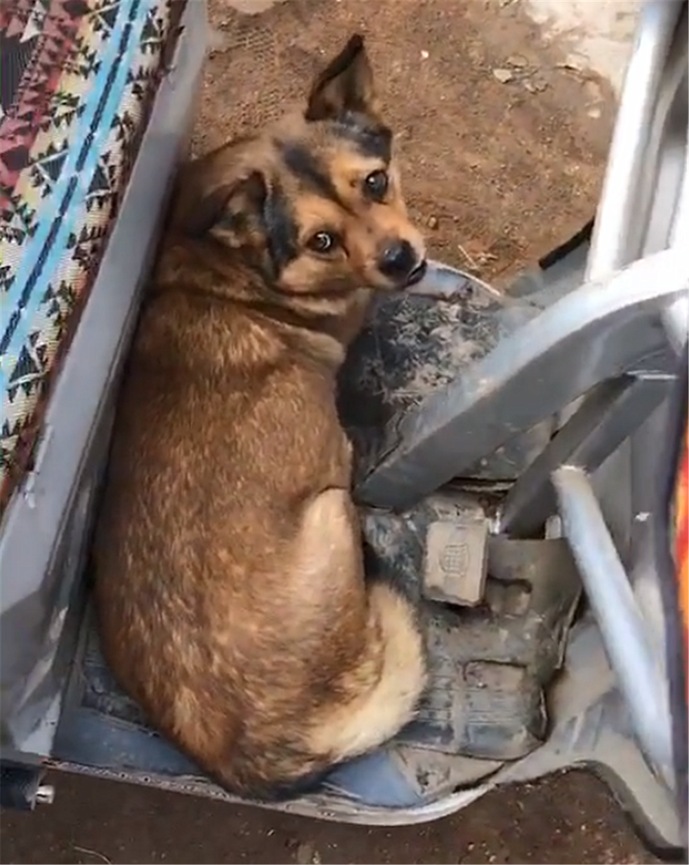 田园犬不让鸡吃食, 轮流蹲坐在食盆里守护玉米, 狗: 不许偷粮食