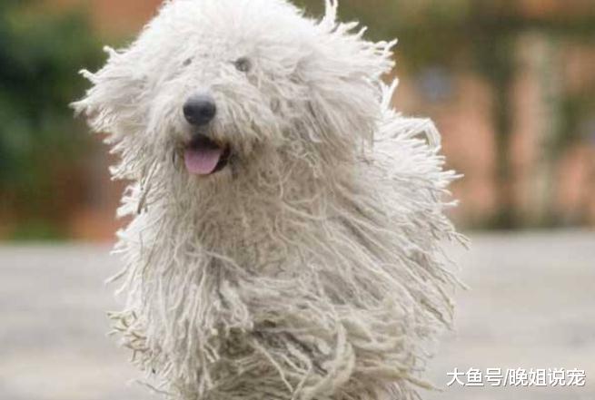 世界上有名气的狗狗，藏獒排第五，每个价格都很昂贵