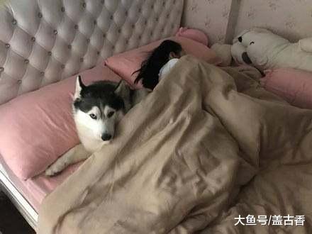 二哈溜进小主人被窝，被铲屎官发现后，一个眼神耐人寻味