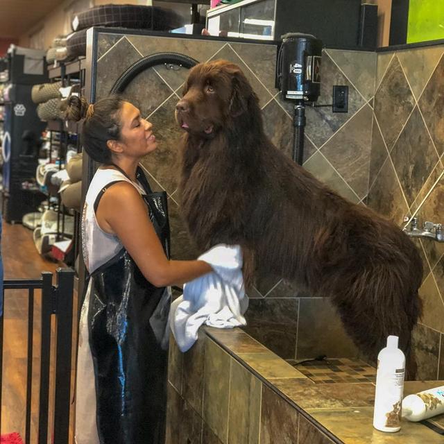 夫妇领养了72kg的狗狗，站起来一米八，看似凶猛实际小可爱