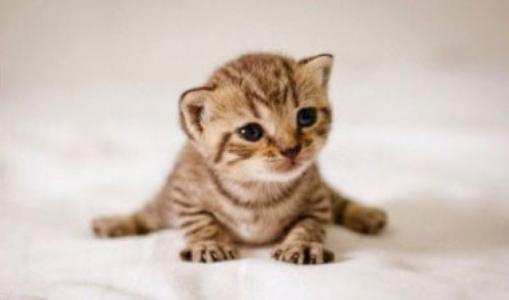 30秒告诉你——你适合怎样的猫