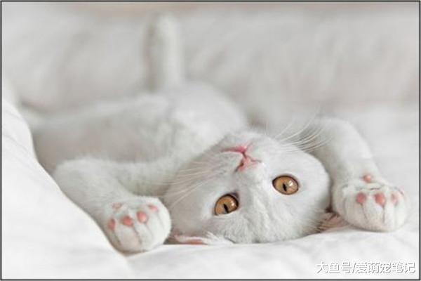 为什么人们会痴迷于养猫？不光是无法抗拒的可爱，更多的还是陪伴