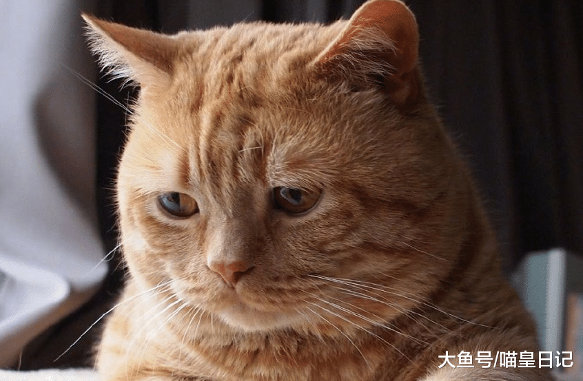 应采儿遭舆论攻击，伪爱猫人士，请不要以猫的名义来倾倒网络垃圾