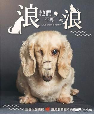 腊肠狗的脸被劈三刀，双目失明后又被遗弃，康复后变成了代言狗