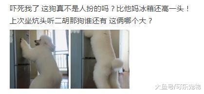 比冰箱还高大的狗子，藏在高处的零食不保，网友：这是人扮的吧？