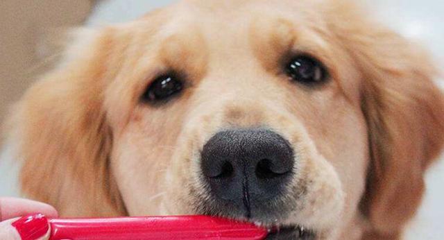 给狗子太多零食的三个坏处，我都知道可我没法拒绝你啊