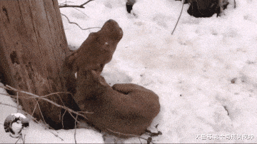 狗狗被抛弃在雪地, 常朝路人嚎叫呼救, 幸运的是遇到了她