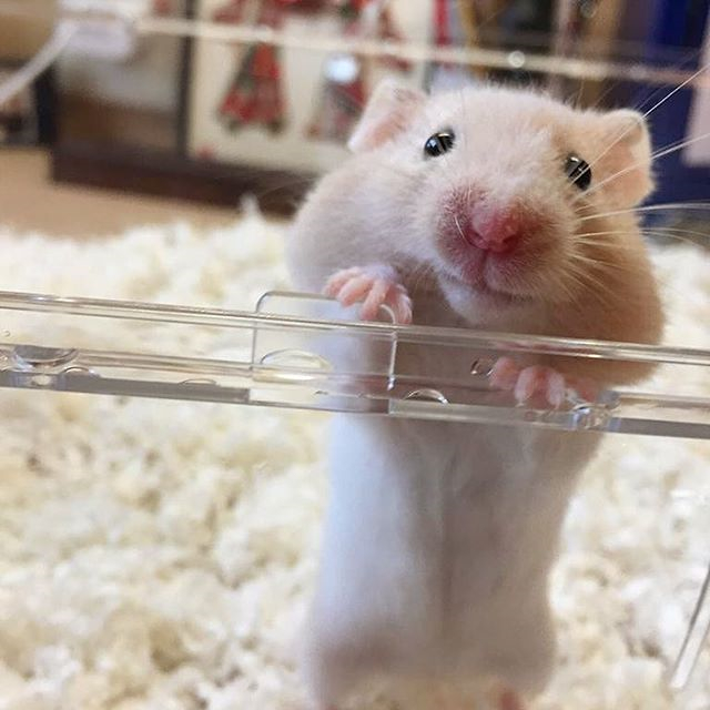 仓鼠渴望被关怀，为看上主人一眼，叼着鼠粮就爬起了仓鼠笼