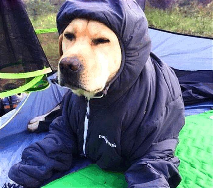 主人出去玩，如果不带狗的话，回家后你敢睁开眼睛看吗？