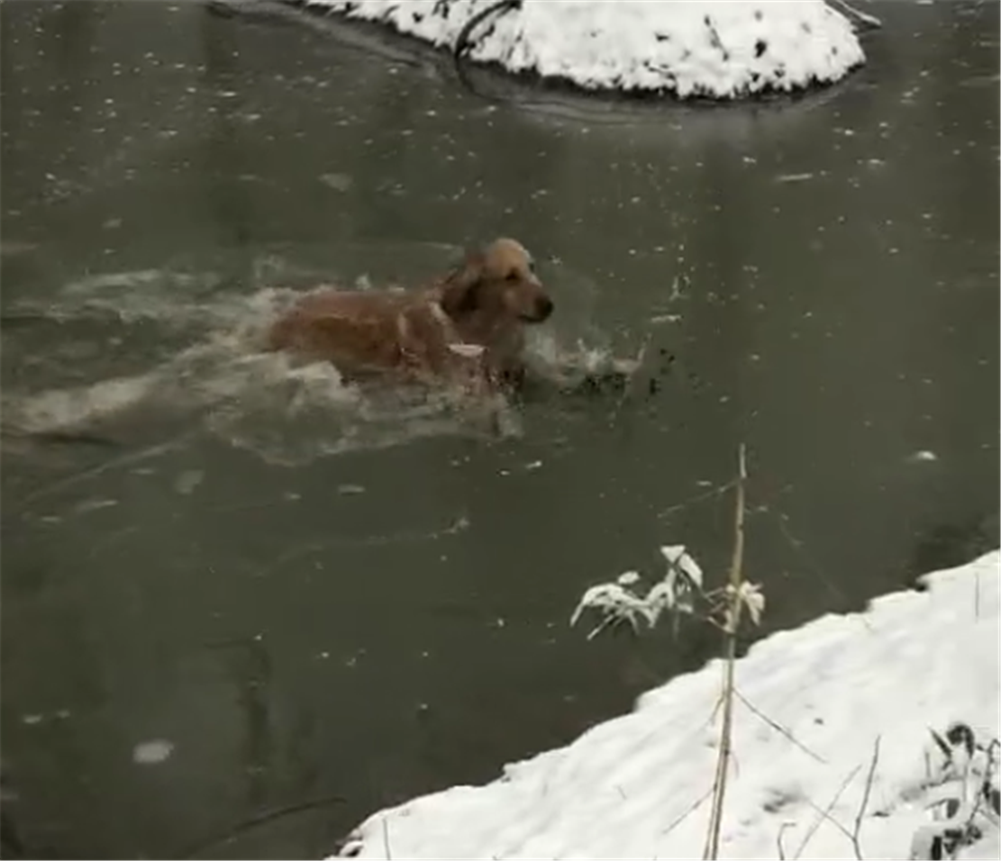 金毛回鄉下過年，跳河里玩耍，狗：好嗨啊，感覺狗生到達了巔峰…