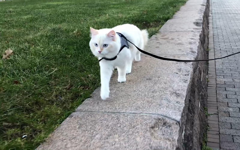 带猫咪出门的四点注意事项，遛猫不是说走就走，铲屎官学习一下！